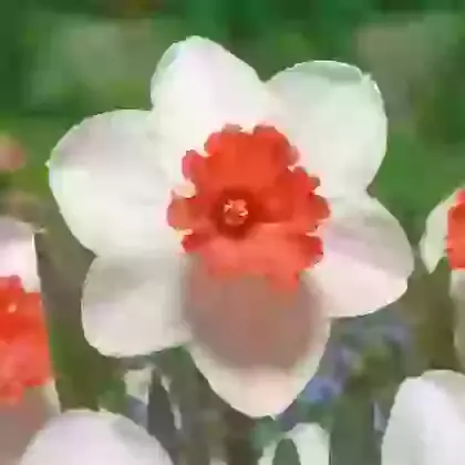 Cool Flame